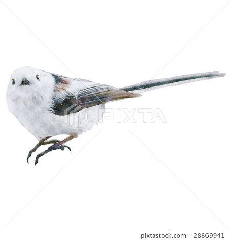 Shimanega長尾山雀山雀圖水彩畫 28869941