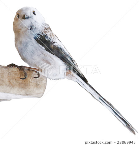 Shimanega長尾山雀山雀圖水彩畫 28869943