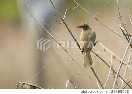 Image of bird (Streak-eared Bulbul) 28869968