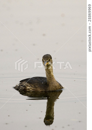 Image of little teal (Dabbling duck) Wild Animals. Image of little teal (Dabbling duck) Wild Animals. 28869969