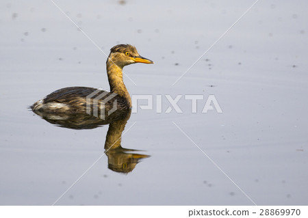 Image of little teal (Dabbling duck) Wild Animals. 28869970