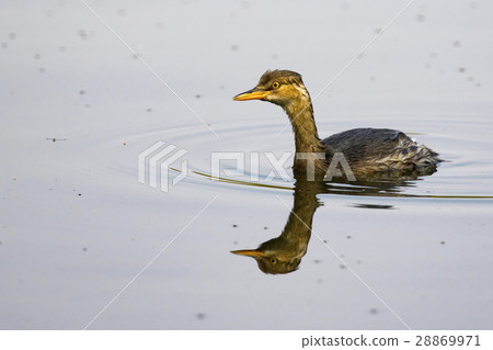 Image of little teal (Dabbling duck) Wild Animals. Image of little teal (Dabbling duck) Wild Animals. 28869971