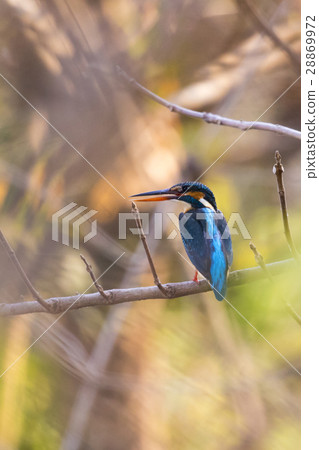 Image of bird Common Kingfisher (Alcedo atthis) Image of bird Common Kingfisher (Alcedo atthis) 28869972