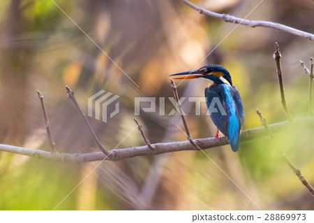 Image of bird Common Kingfisher (Alcedo atthis) Image of bird Common Kingfisher (Alcedo atthis) 28869973
