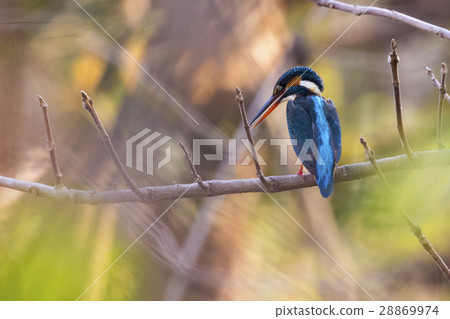 Image of bird Common Kingfisher (Alcedo atthis) Image of bird Common Kingfisher (Alcedo atthis) 28869974
