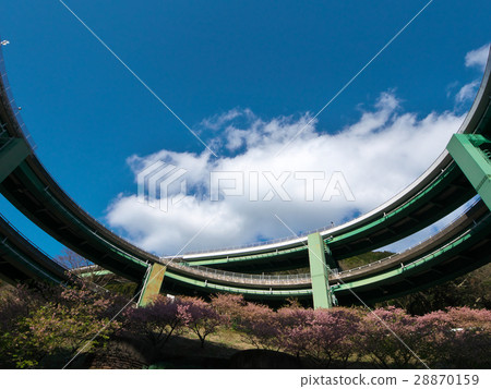 Kawazu Sakura and Kawazu Nanaki Loop Bridge Kawazu Sakura and Kawazu Nanaki Loop Bridge 28870159