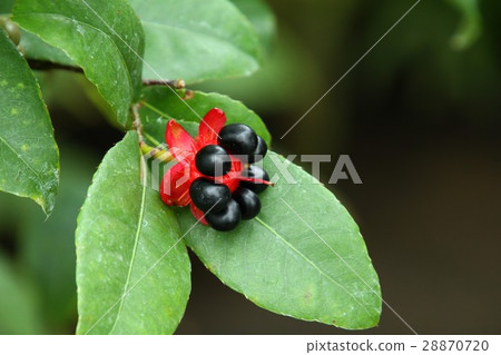 Okuna Serrata 28870720