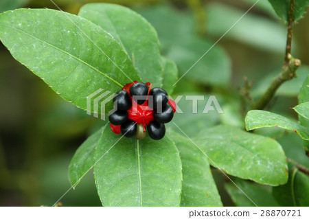 Okuna Serrata 28870721