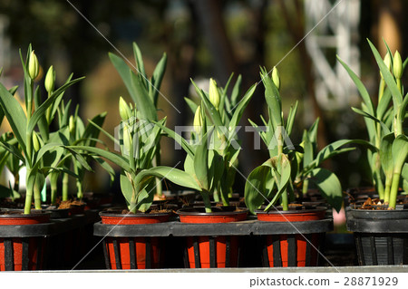 Seedlings of tulips Seedlings of tulips 28871929