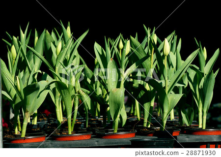 Seedlings of tulips 28871930
