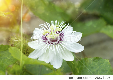 Fetid passionflower,(Passiflora foetida) Fetid passionflower,(Passiflora foetida) 28871996
