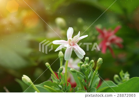 Rangoon creeper flower 28872003