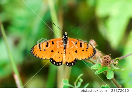 Closeup butterfly 28872010