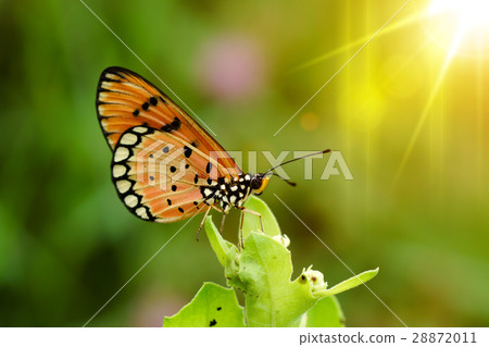 Closeup butterfly Closeup butterfly 28872011