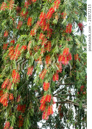 Weeping Bottle Brush flower Weeping Bottle Brush flower 28872215