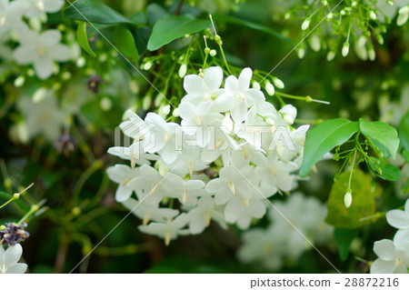 Macro shot of white flowers are fragrant 28872216