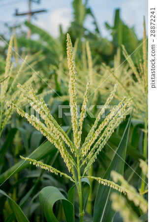 Corn flower. Corn flower. 28872241