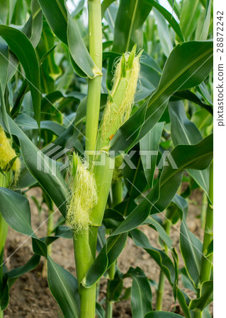 corn field close-up at the sunset 28872242