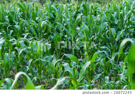 corn field close-up at the sunset corn field close-up at the sunset 28872243
