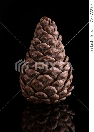 Pine cone on a black background. 28872259
