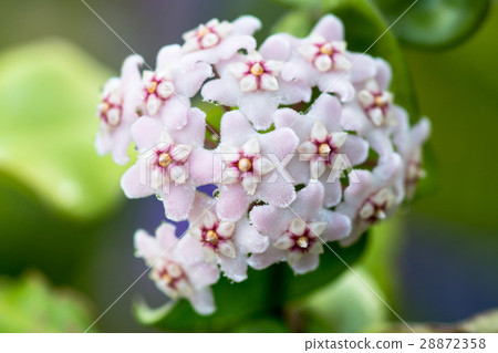 Beautiful hoya carnosa flowers 28872358