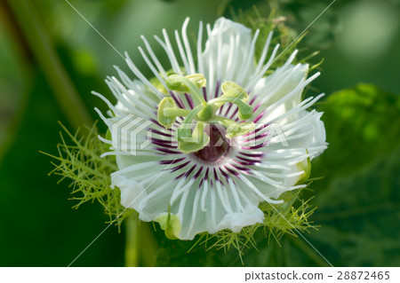 Fetid passionflower 28872465