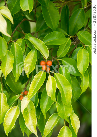 Golden leaves, Chinese Banyan, Malayan Banyan Golden leaves, Chinese Banyan, Malayan Banyan 28872536