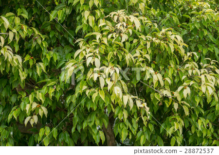 Golden leaves, Chinese Banyan, Malayan Banyan 28872537