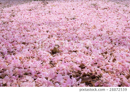 Flower of pink trumpet tree falling on ground Flower of pink trumpet tree falling on ground 28872539