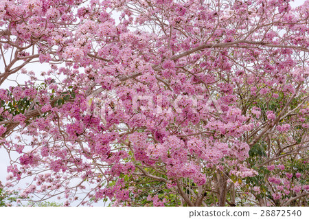 Pink trumpet tree 28872540