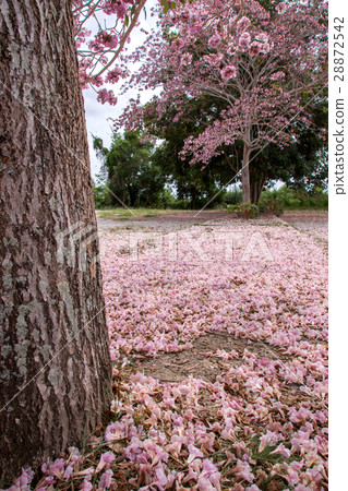 Flower of pink trumpet tree falling on ground Flower of pink trumpet tree falling on ground 28872542