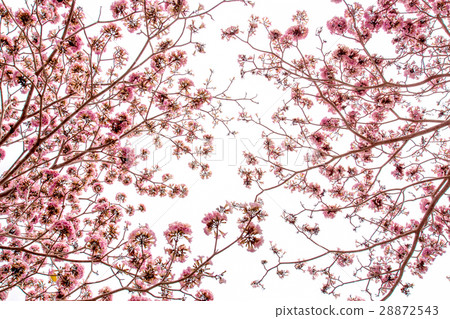 Pink trumpet tree Pink trumpet tree 28872543