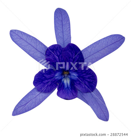 Sandpaper Vine , Purple Wreath 28872544