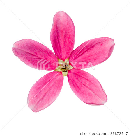 Rangoon creeper flower on white background. Rangoon creeper flower on white background. 28872547