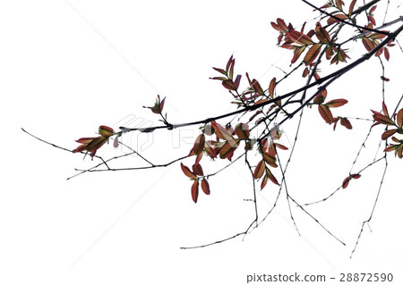 Twigs and leaves in the spring. Twigs and leaves in the spring. 28872590