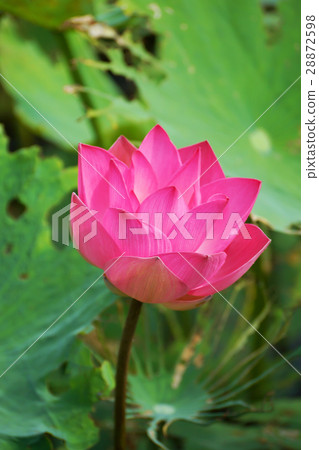 beautiful lotus flower in blooming 28872598