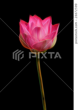 Glow image of beautiful lotus flower in blooming Glow image of beautiful lotus flower in blooming 28872599