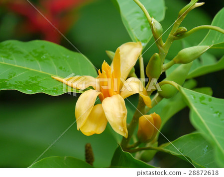Yellow flower of Champaka are blooming on tree. 28872618