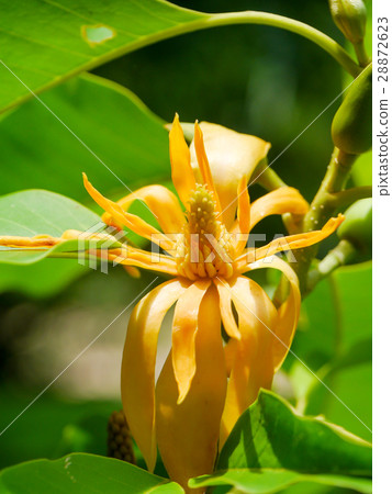 Yellow flower of Champaka are blooming on tree. 28872623