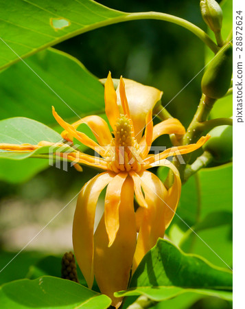 Yellow flower of Champaka are blooming on tree. 28872624