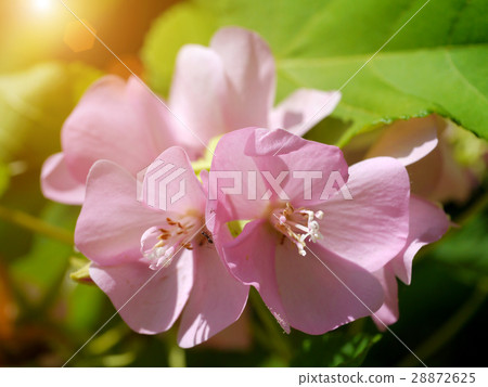 Pink Dombeya flower. (Dombeya elegans) 28872625