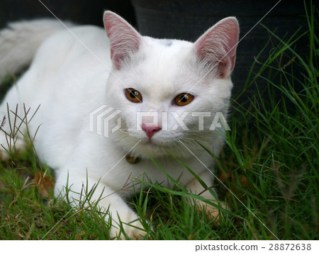 White cat on the ground White cat on the ground 28872638