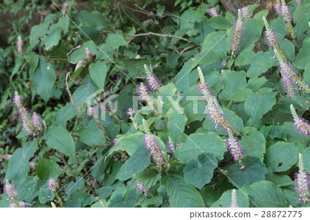 Michaelicium Michaelicium 28872775