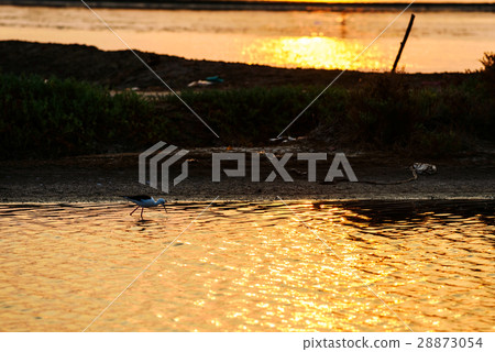 Bird looking for fish in water 28873054