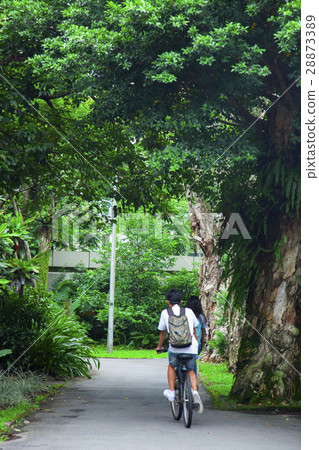 學校，大樹，學生，校園，樹，學生，校園，樹，學生， 28873389