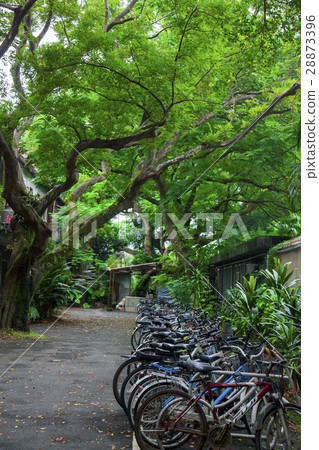 學校，自動駕駛汽車，台帶，校園，自行車，月台，校園，自行車，國立台灣大學 28873396
