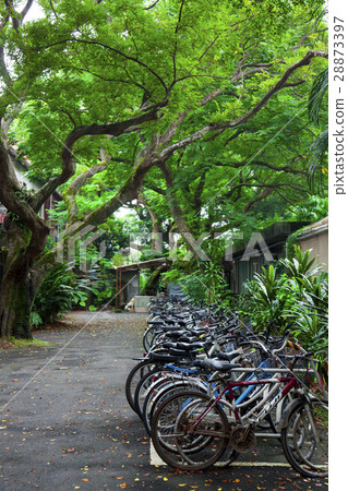學校，自動駕駛汽車，台帶，校園，自行車，月台，校園，自行車，國立台灣大學 28873397
