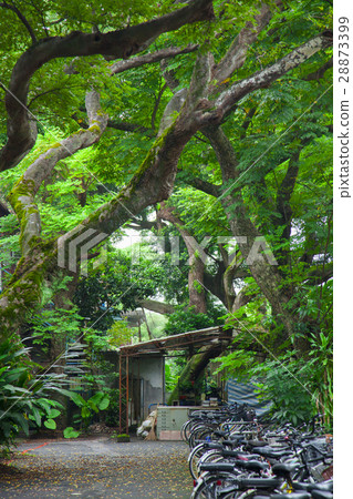 學校，自動駕駛汽車，台帶，校園，自行車，月台，校園，自行車，國立台灣大學 28873399