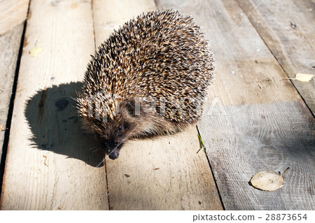 hedgehog 28873654