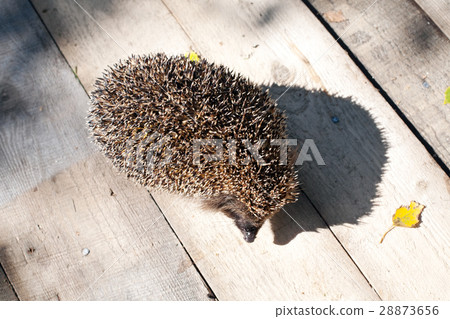 hedgehog hedgehog 28873656